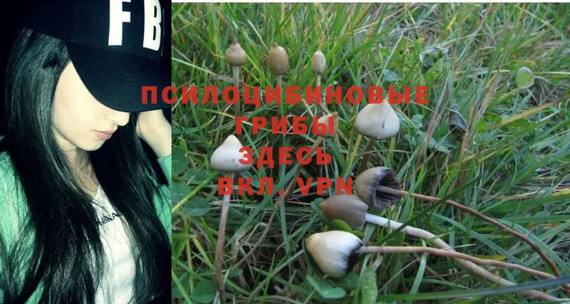 Псилоцибиновые грибы Psilocybine cubensis  OMG зеркало  Куйбышев 